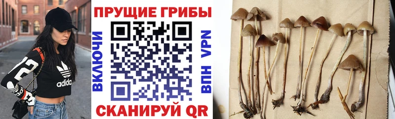 купить закладку  Старый Крым  Псилоцибиновые грибы прущие грибы 